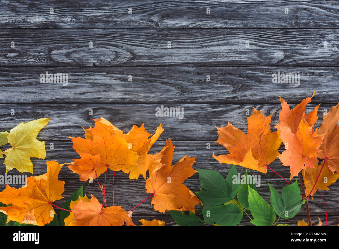 top view of orange and green autumnal maple leaves on wooden surface Stock Photo