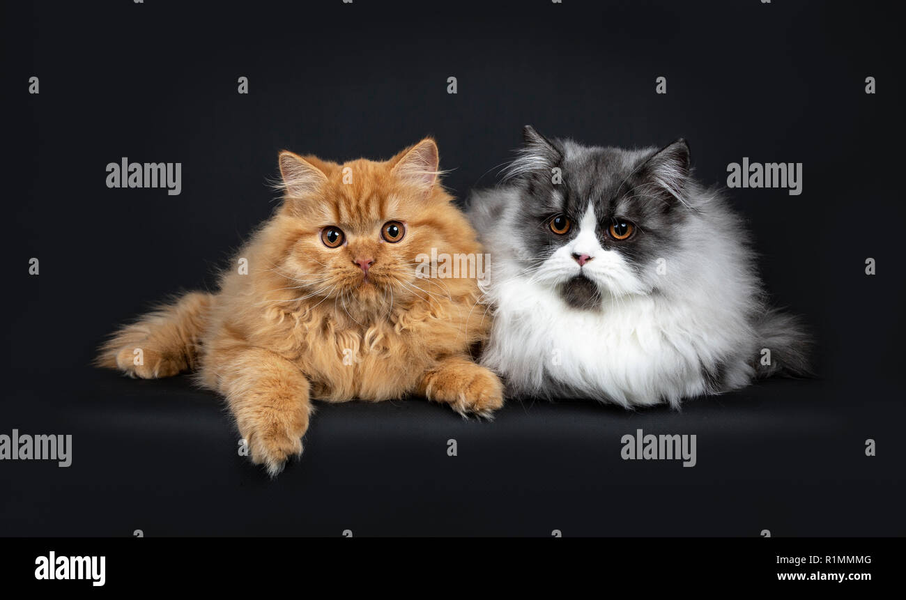 duo of a red and black smoke British Longhair cat kittens