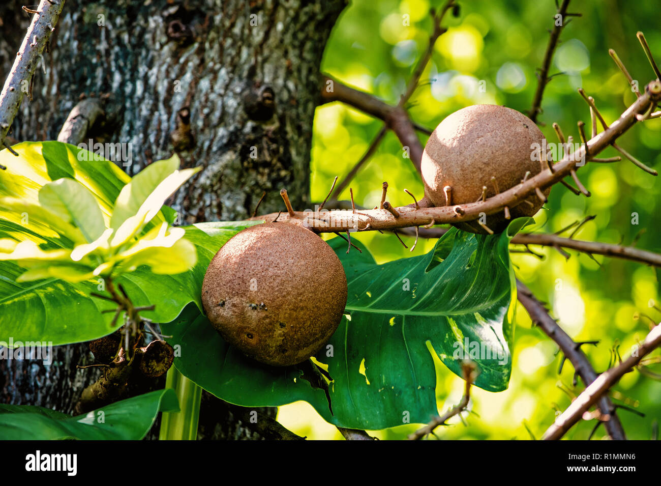 Fruits on cannonbal tree with green leaves in rainforest of Honduras on sunny day on natural