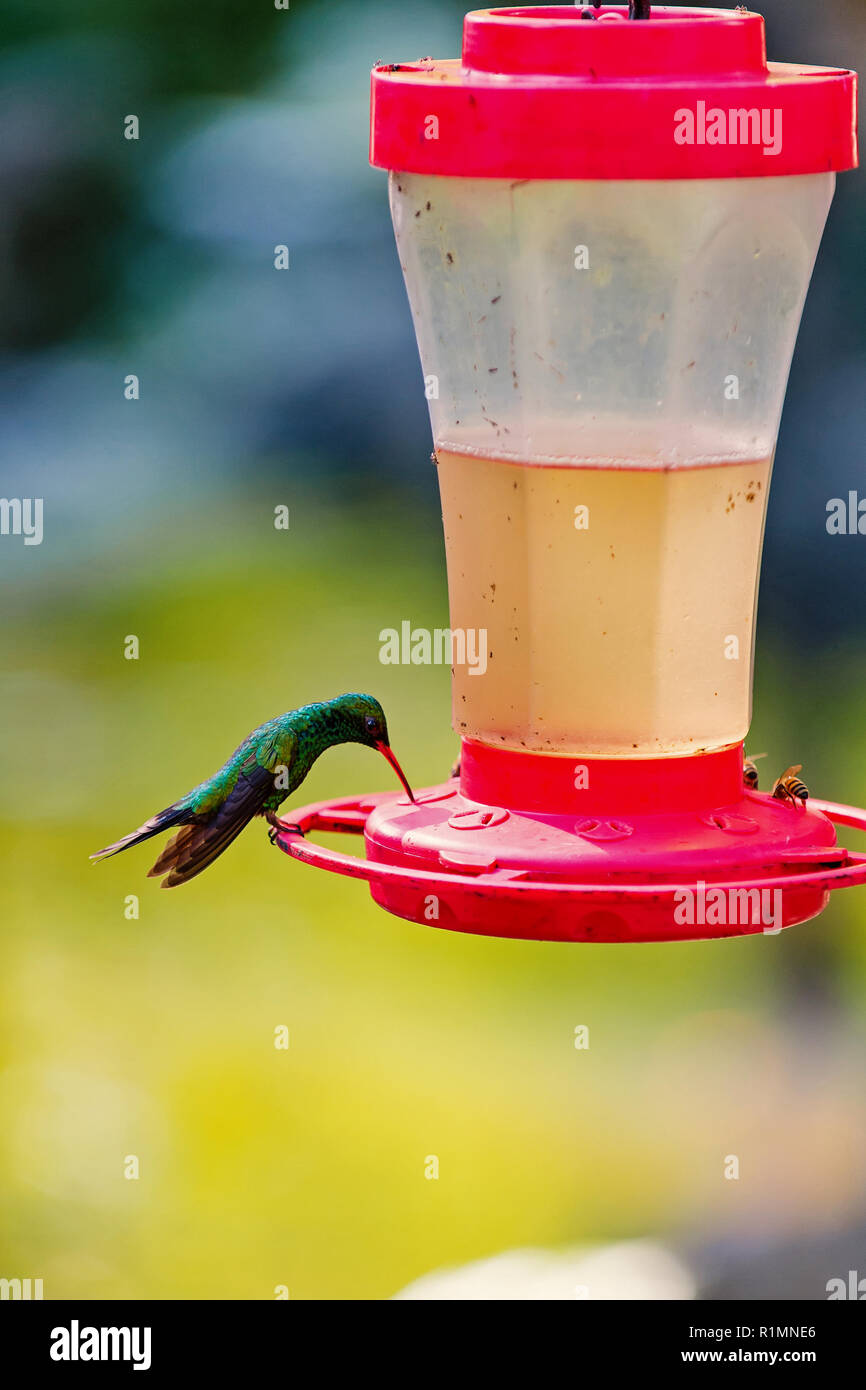 Green Violetear Hummingbird eating nectar , selective focus Stock Photo