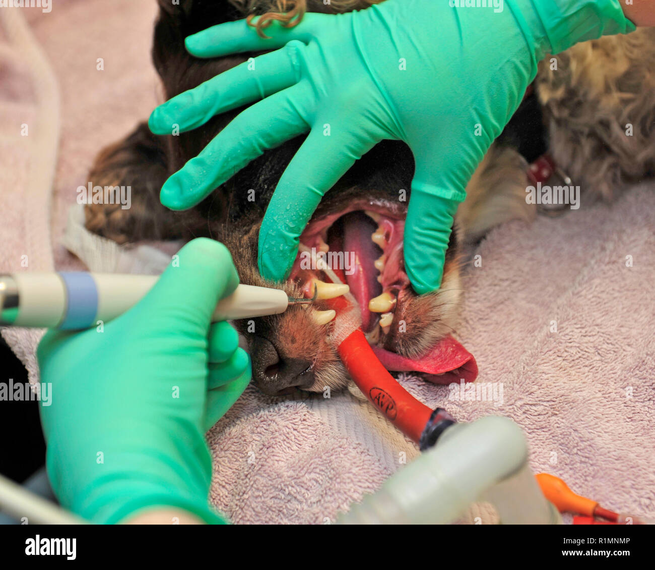 veterinary surgeon cleaning a dogs teeth Stock Photo