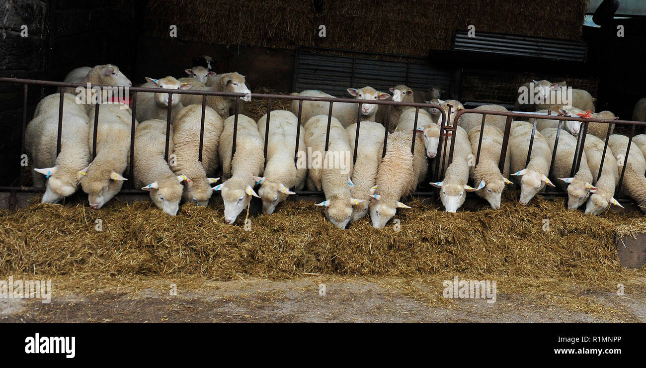 intensive sheep farming Stock Photo