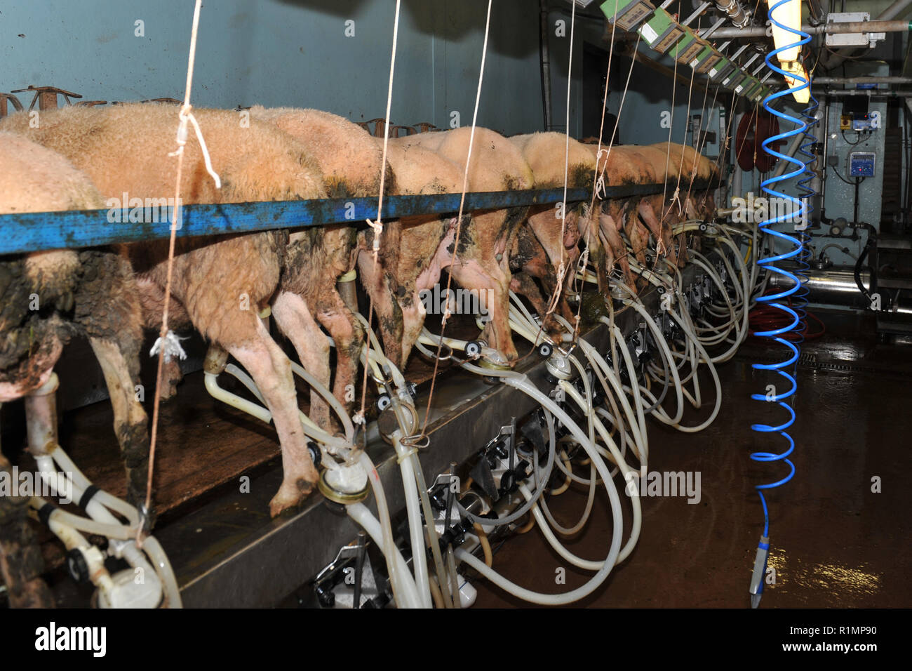 milking sheep in UK Stock Photo Alamy