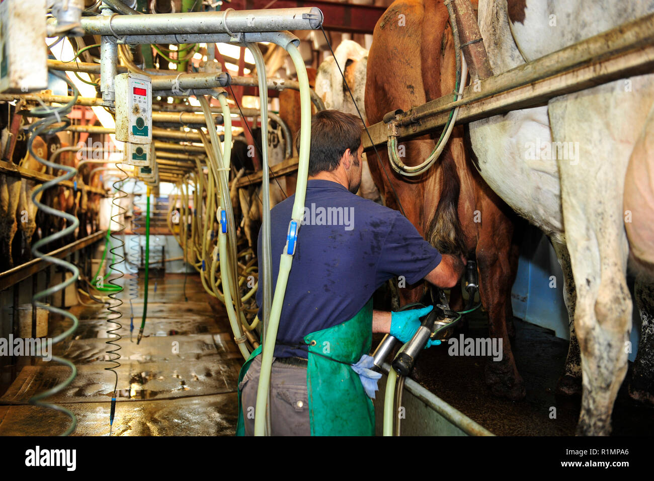 man milking cows UK Stock Photo