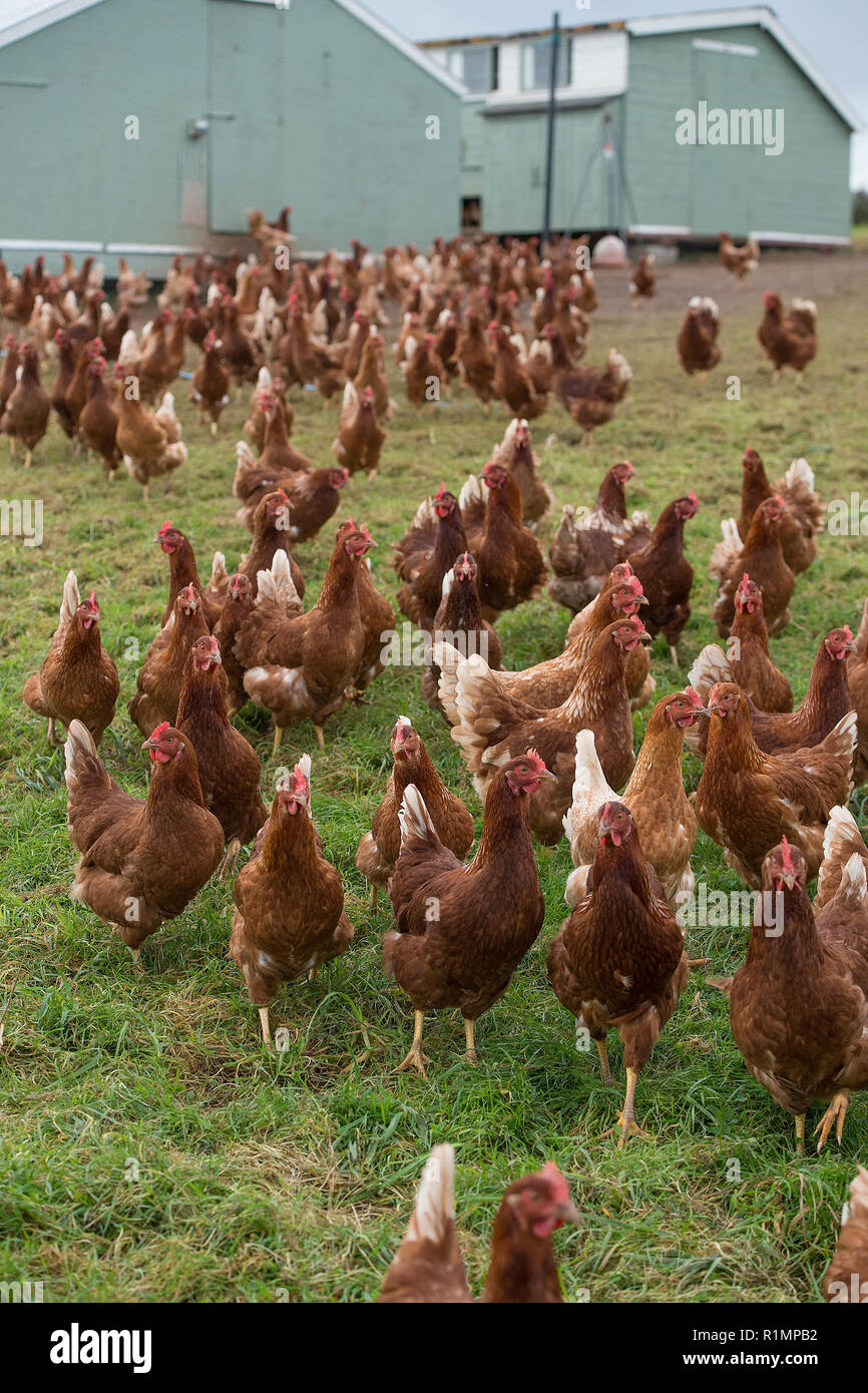 free range egg laying hens Stock Photo