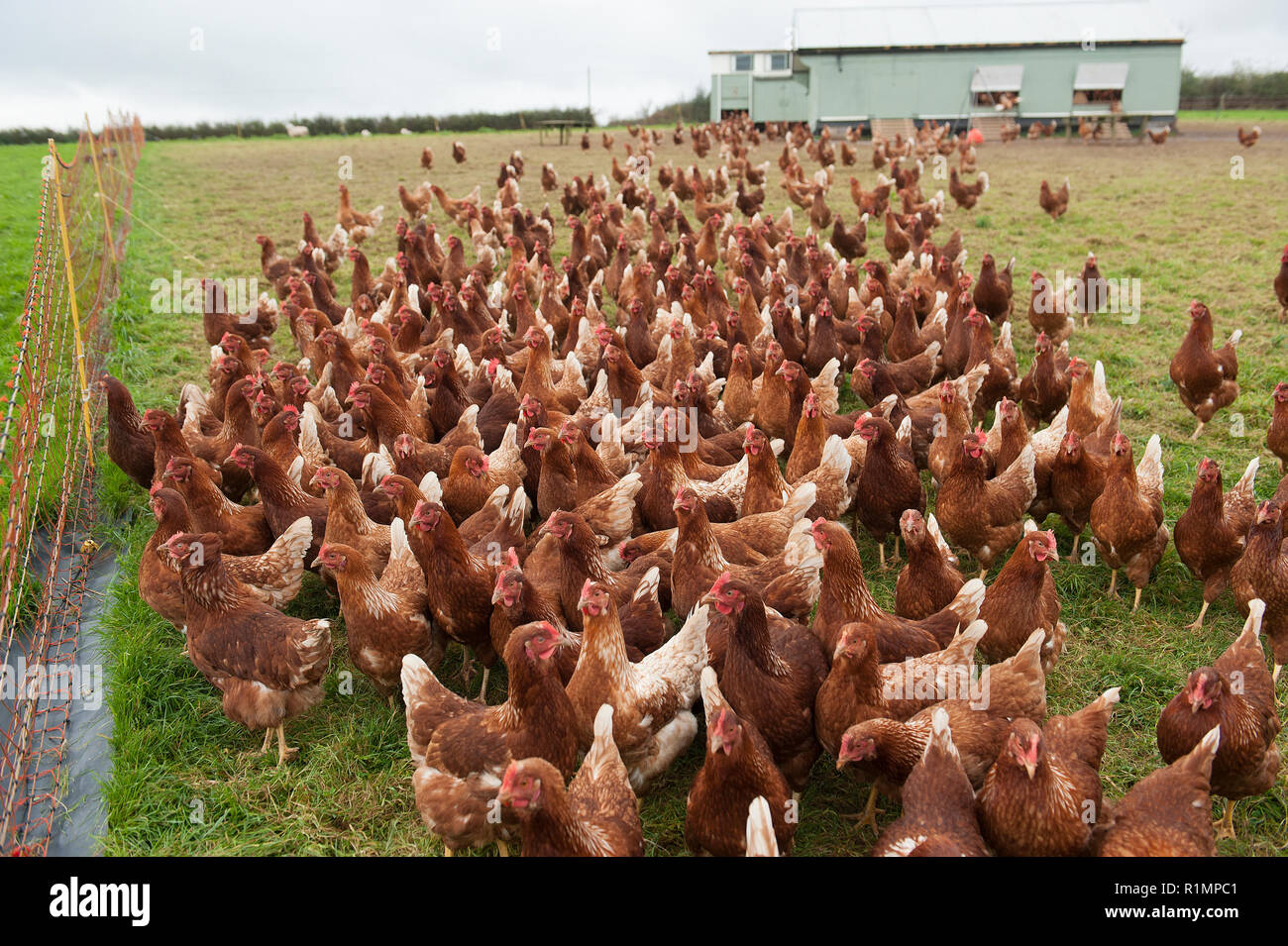 Free range chickens laying eggs hires stock photography and images Alamy