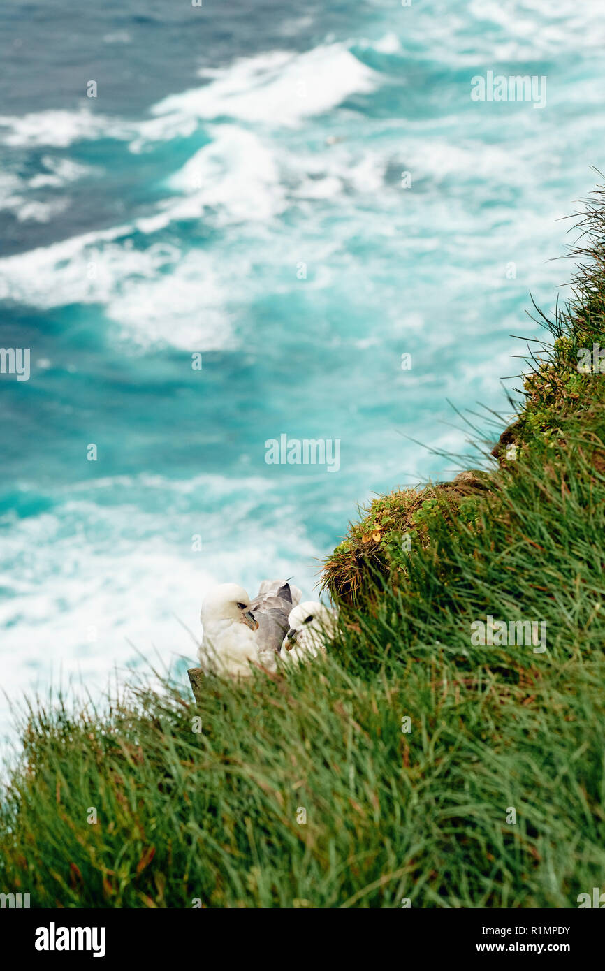 Nesting Northern Fulmars on the Látrabjarg seabird cliff in the Westfjords of Iceland - the largest nesting seabird cliff in Europe Stock Photo