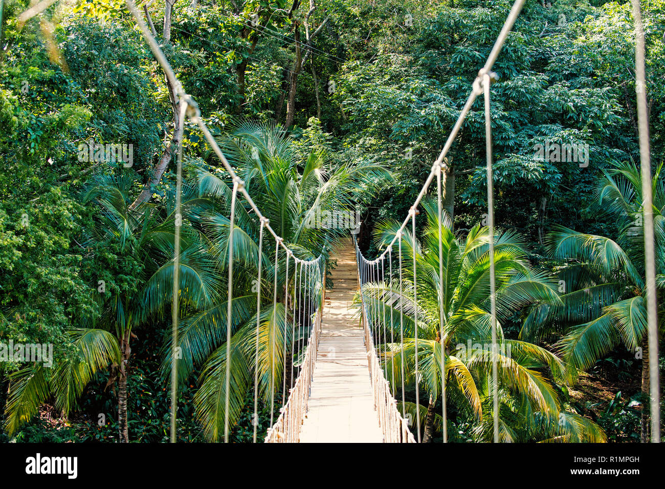 Jungle rope bridge hanging in rainforest of Honduras on natural