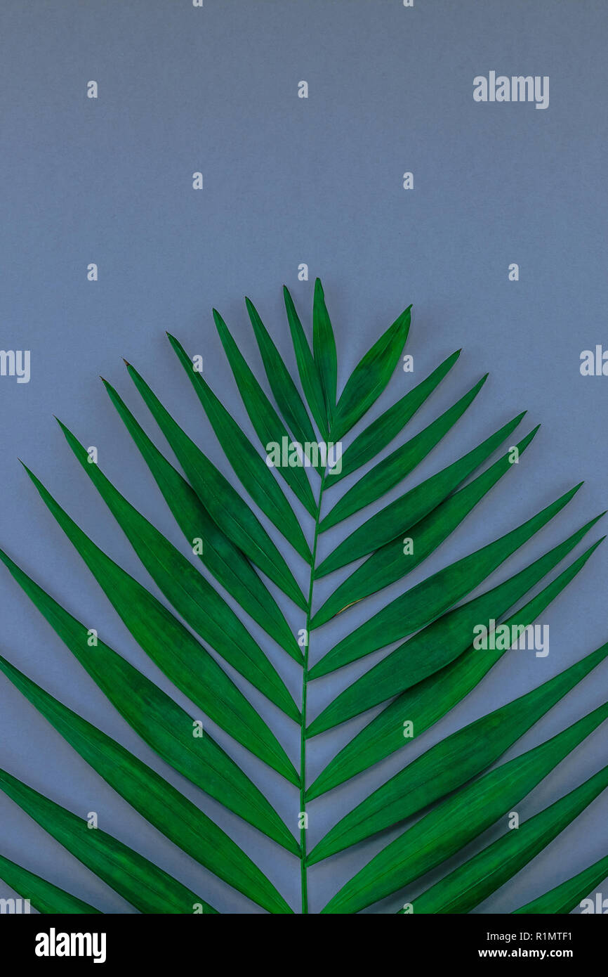 Creative flat lay top view of green tropical palm leaves on blue grey ...