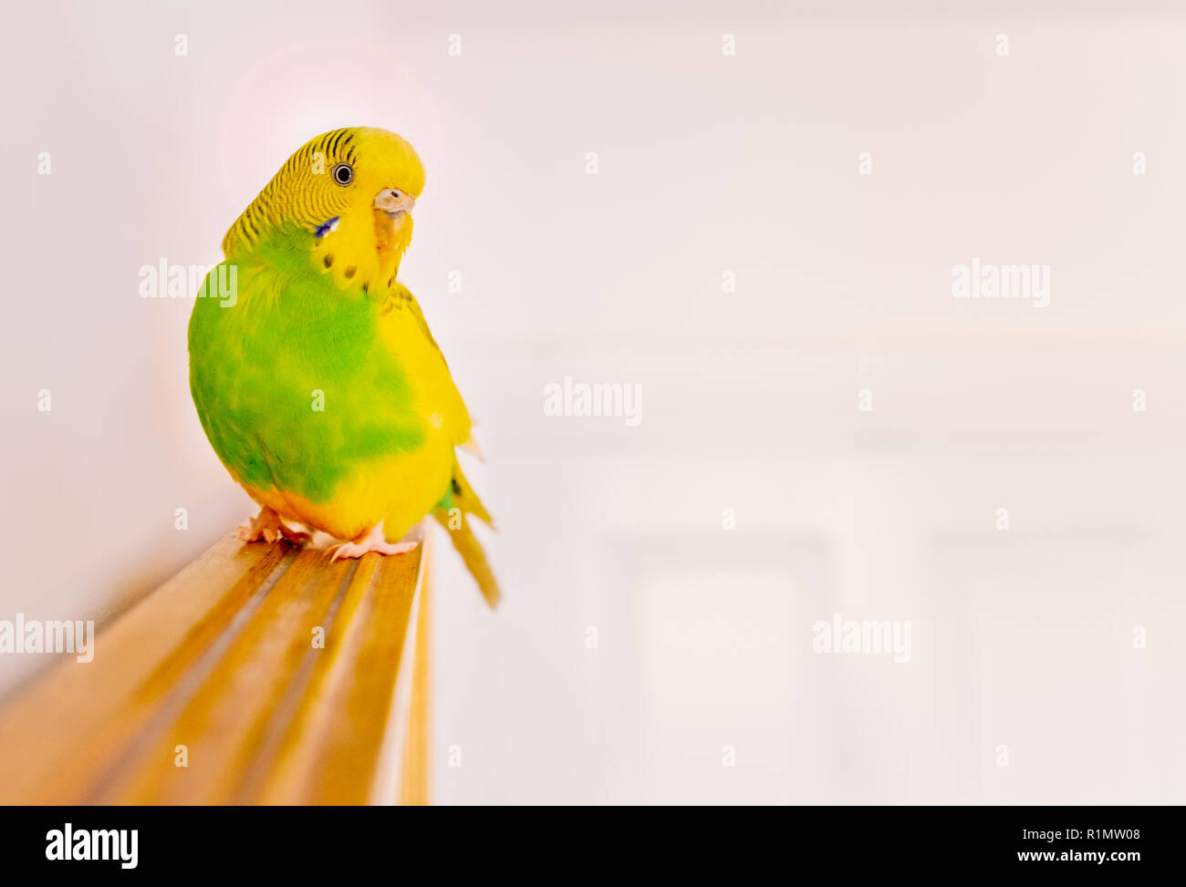 Green and yellow parakeet budgerigar sitting perched on top of a wooden framed wall mirror in a white room Stock Photo