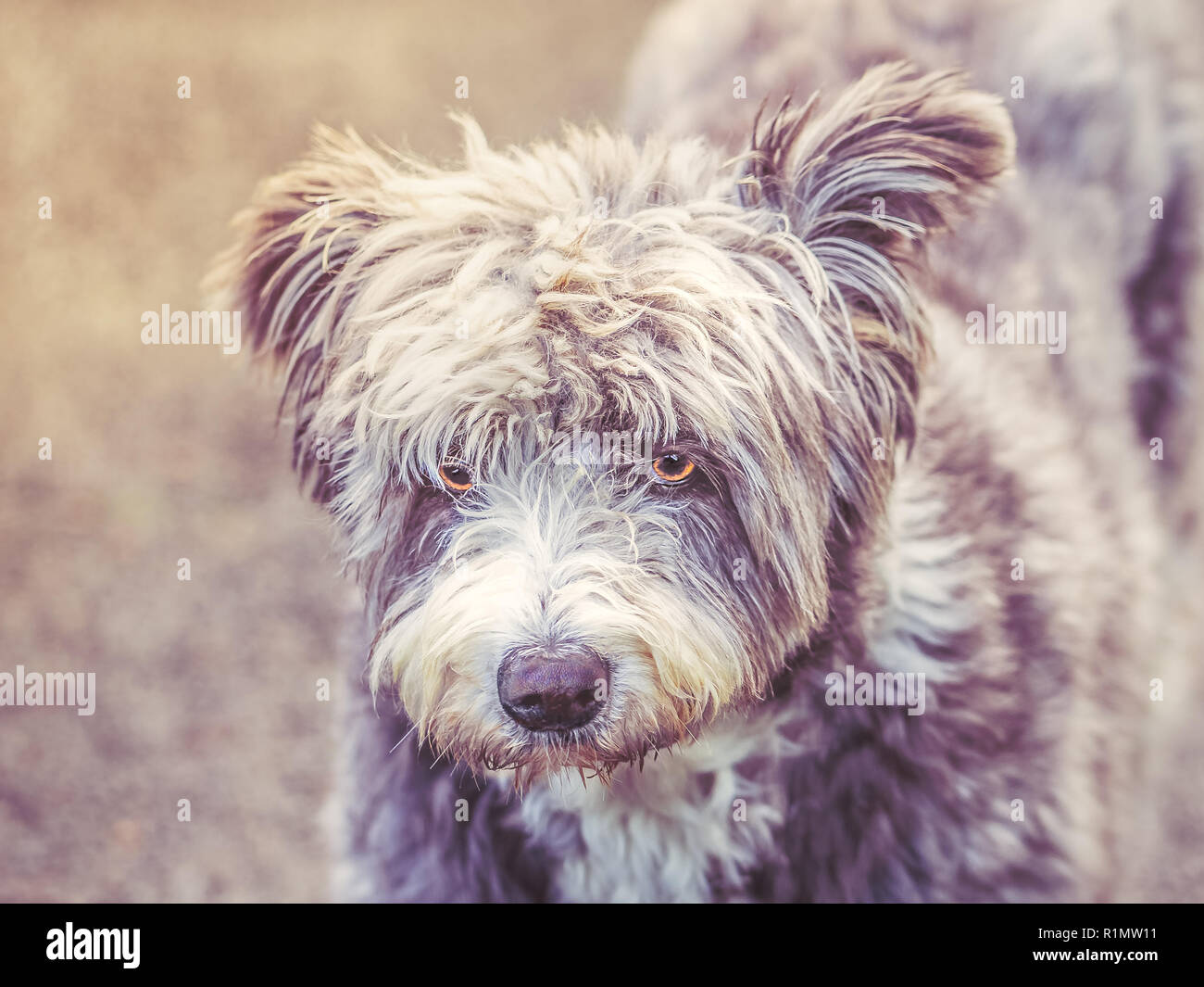 Why Do Dogs Raise Their Ears