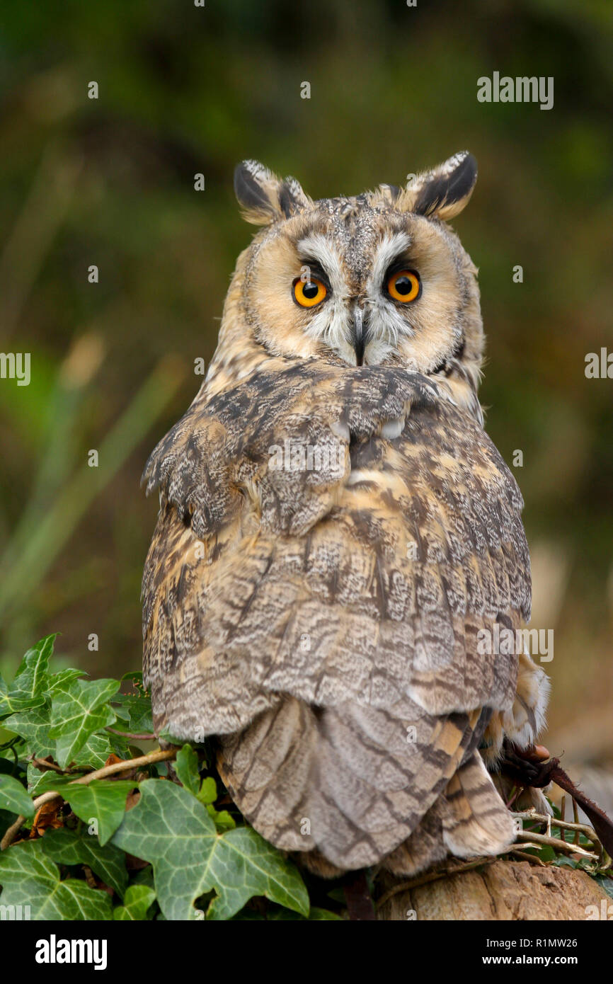 Long-eared Owl (asio otusin) in the Welsh contryside UK Stock Photo