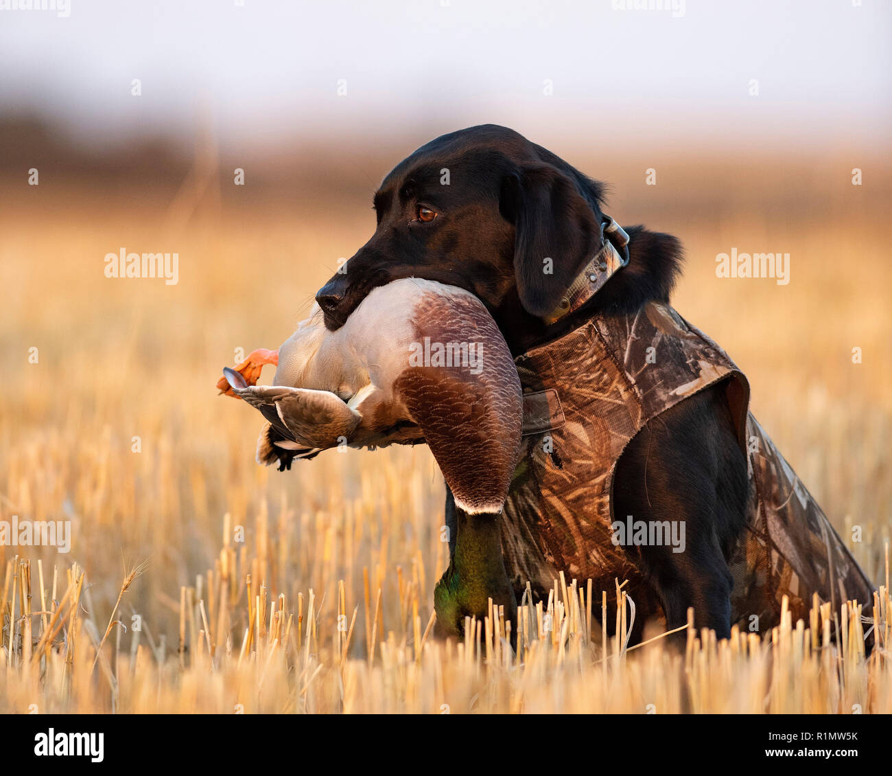 A Black Lab with a Drake Mallard on a waterfowl hunt in North Dakota Stock  Photo - Alamy