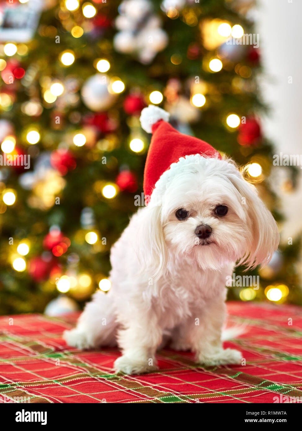 christmas cute puppies