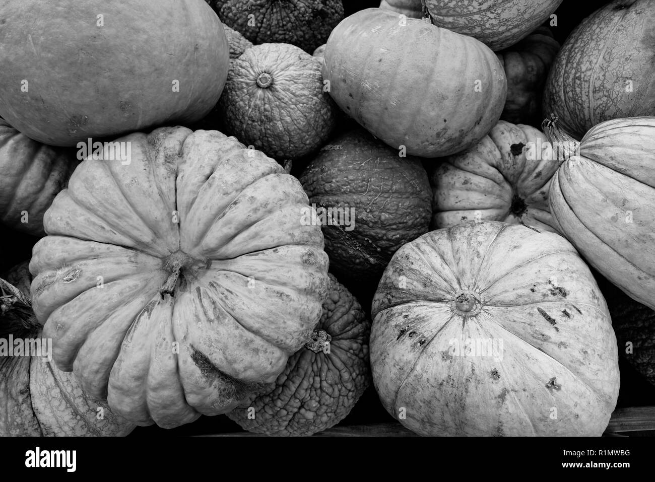 We know fall is here when displays full of Pumpkins and Gourds show up at the market Stock Photo