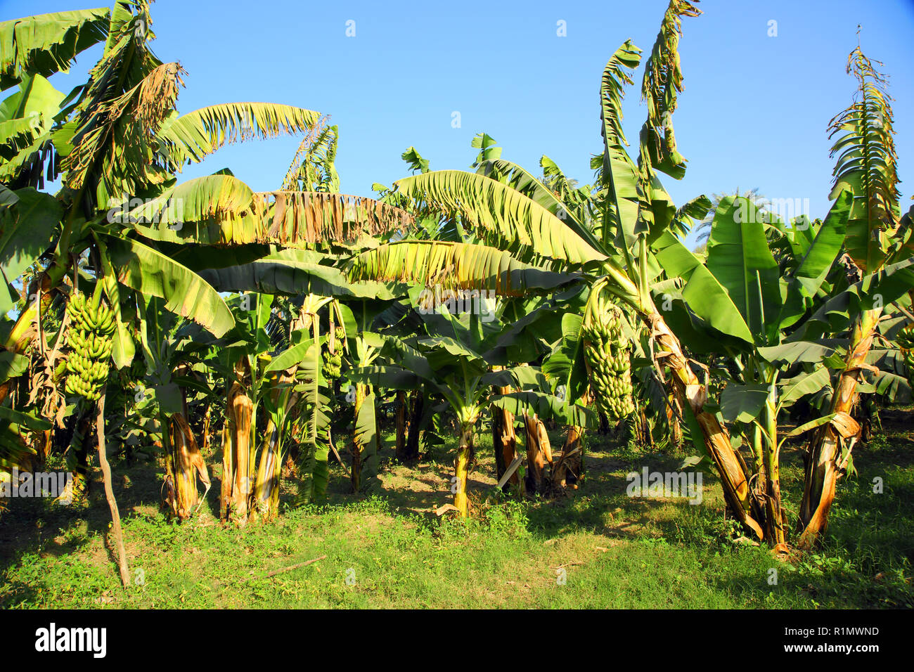 Banana tree plantation Stock Photo Alamy
