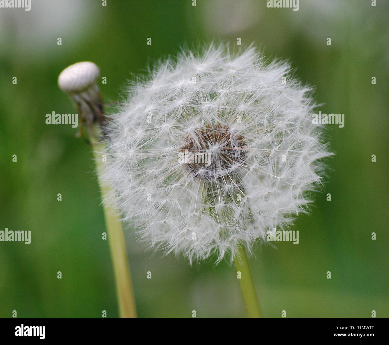 My Image 27