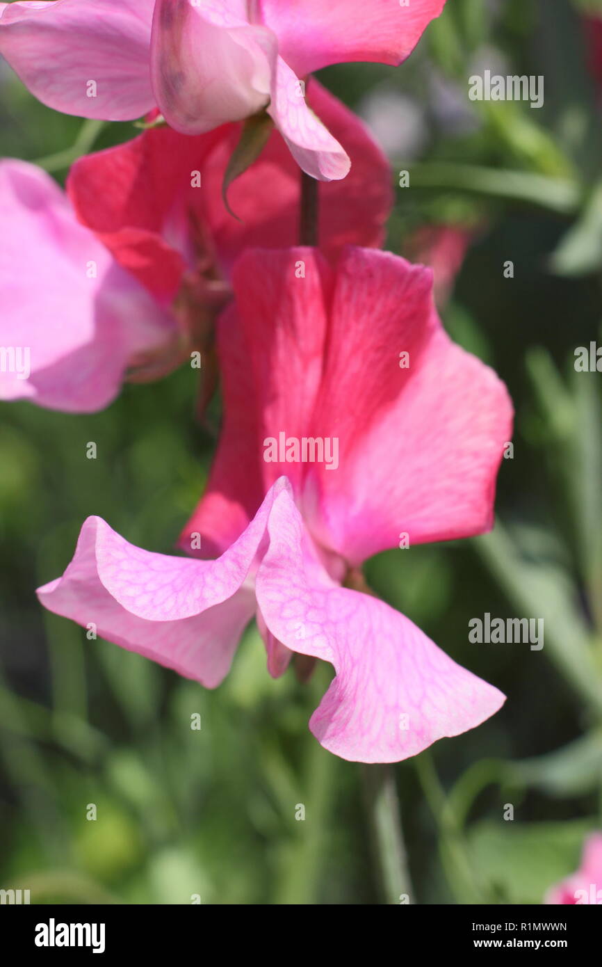 Lathyrus odoratus. Sweet pea 'Duo Salmon', a highly fragrant bi coloured climber flower, summer, England, UK Stock Photo