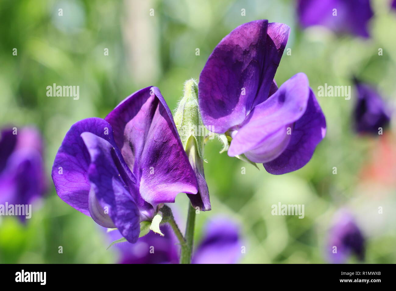 Highly scented sweet pea hires stock photography and images Alamy