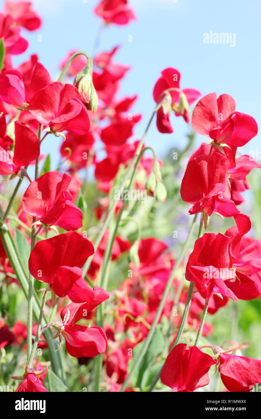 Lathyrus odoratus. Sweet pea ''Winston Churchill',a deep red, strongly scented climber Stock Photo