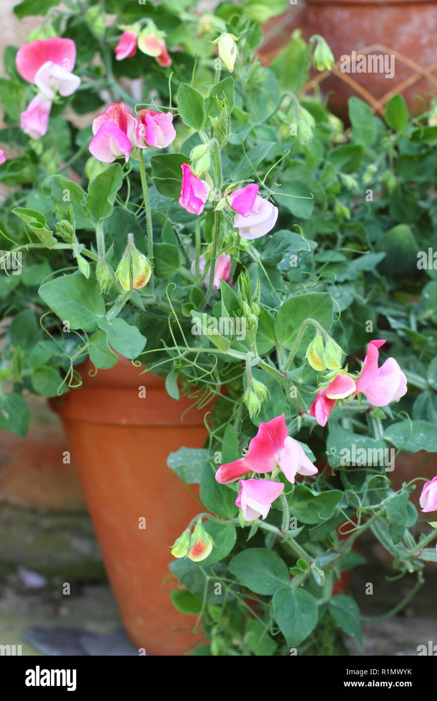 Lathyrus odoratus. Dwarf sweet pea flowers growing in pots in an English country garden, UK Stock Photo