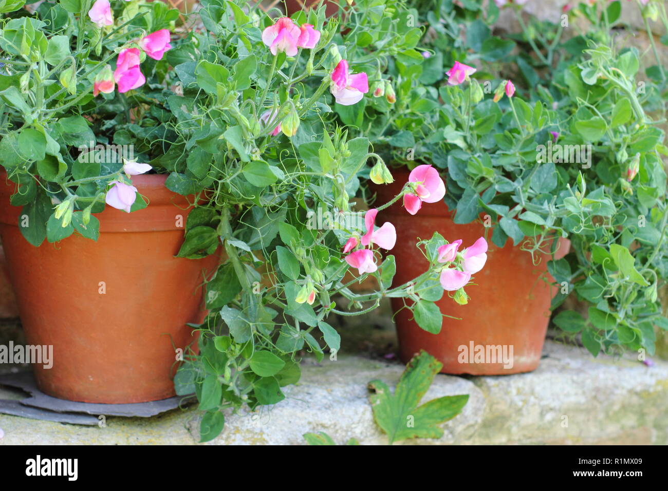 Lathyrus odoratus. Dwarf sweet pea flowers growing in pots in an
