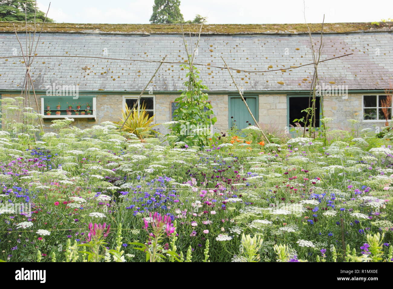 Ammi Majus Stock Photos & Ammi Majus Stock Images - Alamy