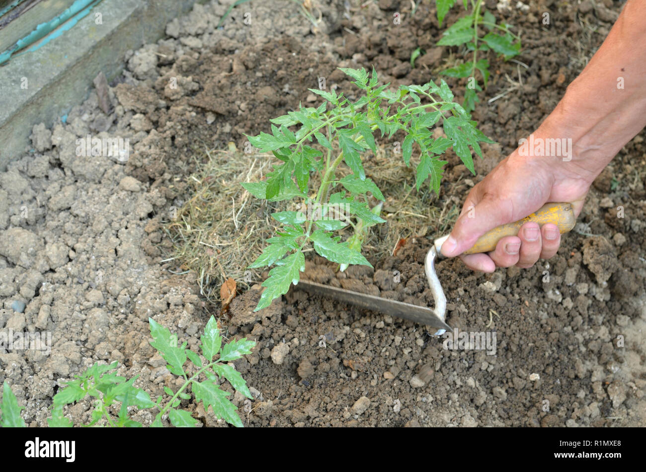 Fertilizing yard hi-res stock photography and images - Alamy