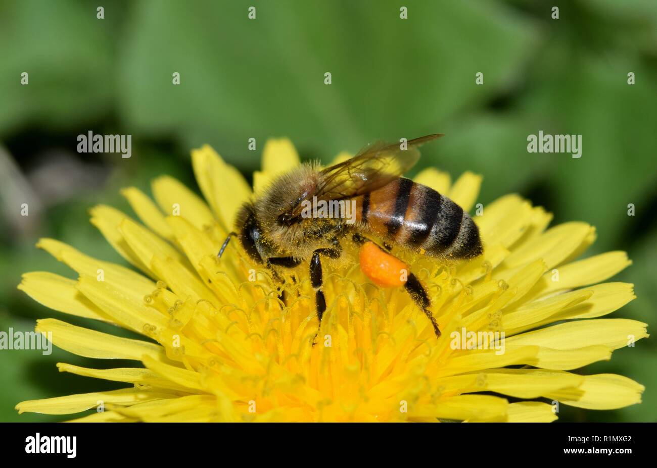 Side view of a honey bee collecting pollen from a yellow dandelion flower. This bee has large visible orange pollen sacs on its back legs. Stock Photo