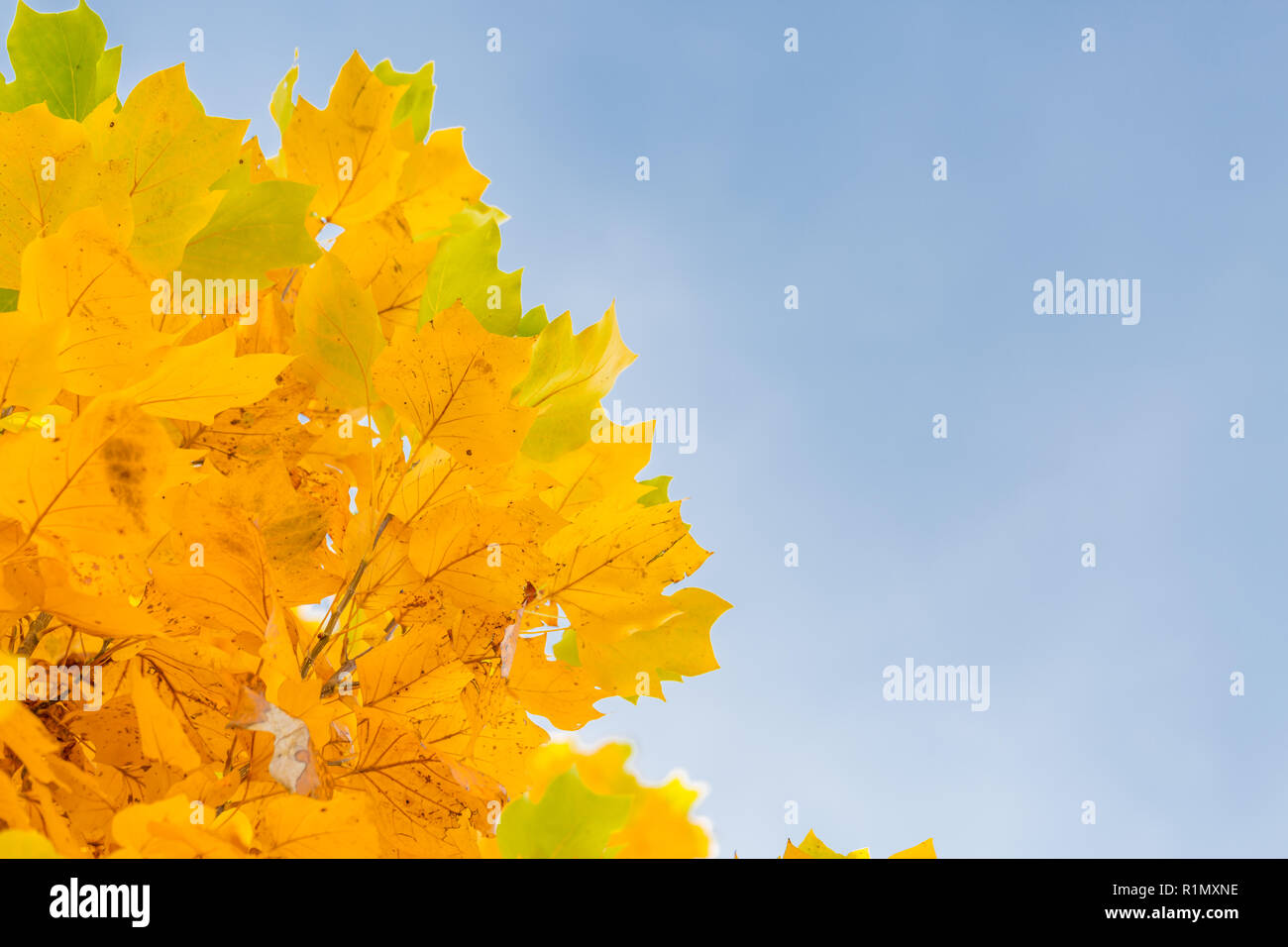 Season of beautiful autumn leaves Stock Photo