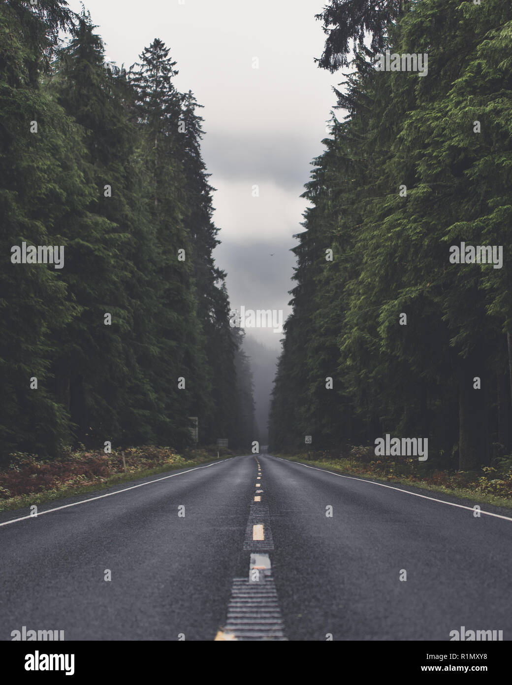 Long Road with Tall Pines Stock Photo Alamy