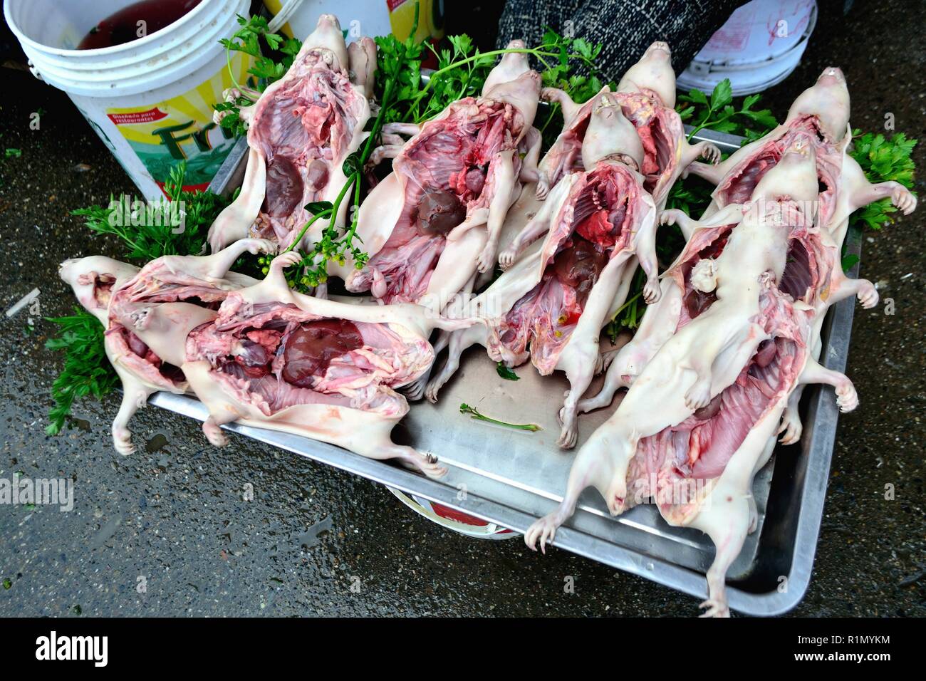 Guinea discount pig market