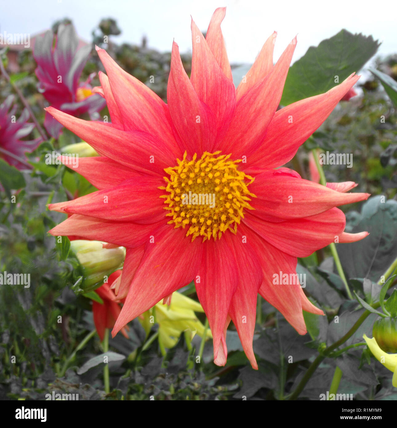 Semi Cactus Red dahlia flower in close up Stock Photo