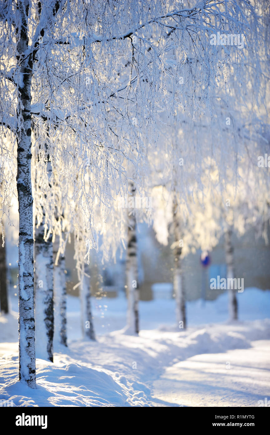 Snow and frost covered birch trees (Betula pendula) along snowy pedestrian walkway. Focus in the foreground tree trunk, shallow depth of field. Stock Photo
