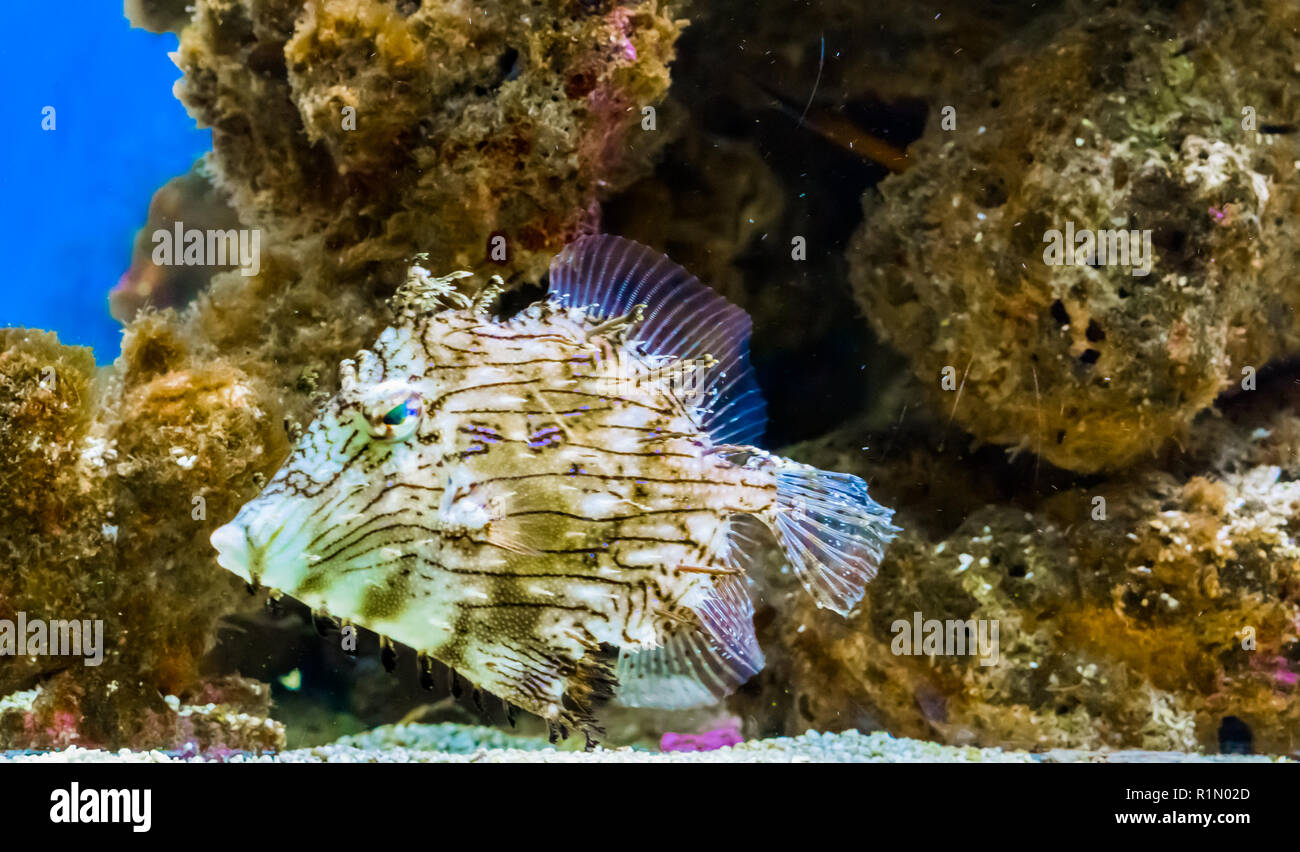 Marine life portrait of a prickly or tasselled leather-jacket fish a rare and funny tropical fish from the pacific ocean Stock Photo