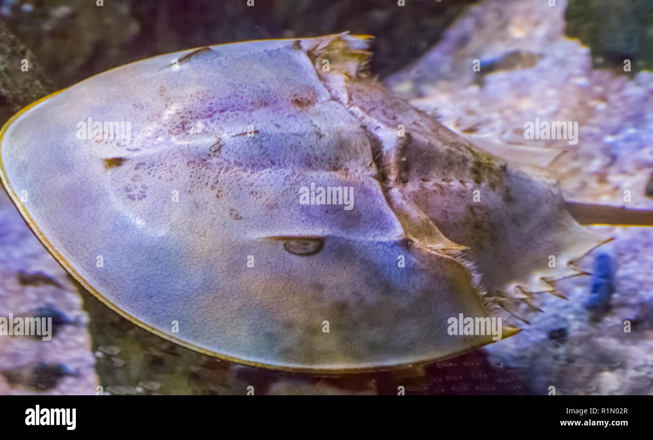 macro closeup of a chinese or japanese horseshoe crab a water scorpion