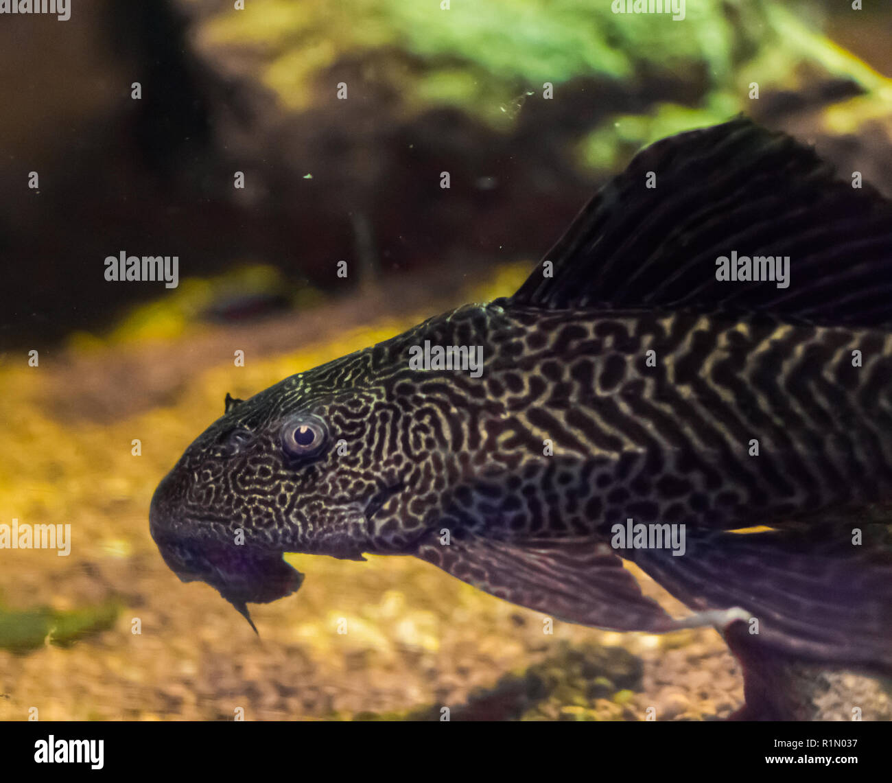 bottom dweller suckermouth tiger catfish also known as common pleco a tropcial aquarium fish pet from south america Stock Photo