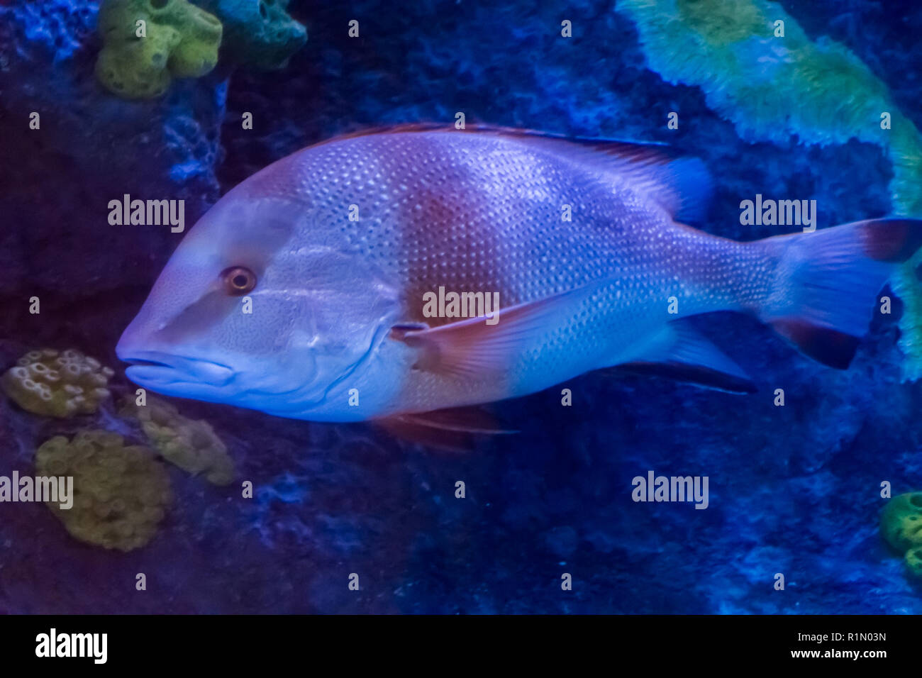 young adult red emperor snapper a tropical aquarium fish from the pacific ocean Stock Photo