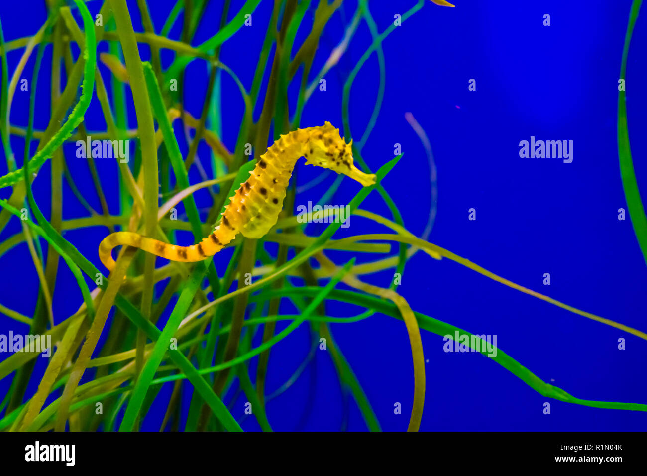 common estuary spotted yellow seahorse hanging on some grass in the tropical water aquarium Stock Photo