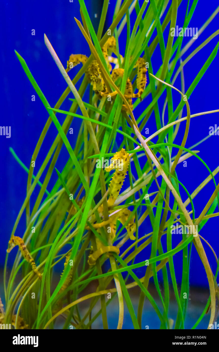 family of common estuary yellow seahorses hanging around in some seaweed grass Stock Photo