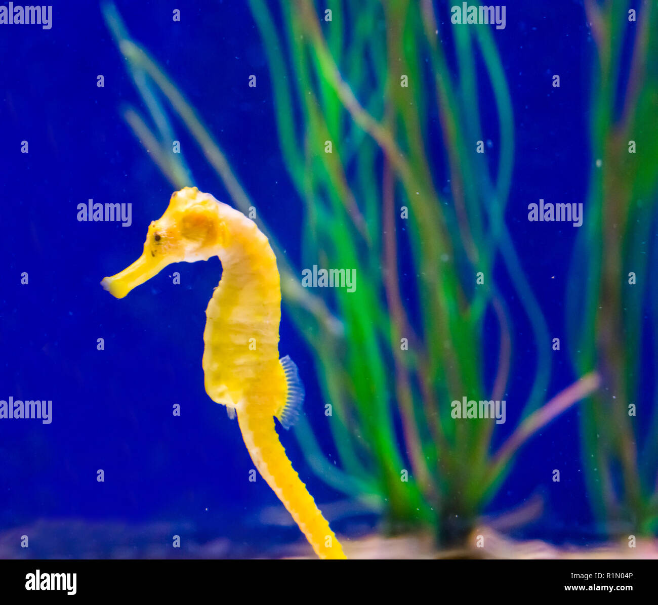 marine life fish portrait of a common yellow estuary seahorse in macro closeup Stock Photo