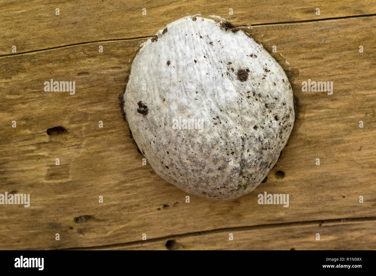 False Puffball (Reticularia lycoperdon) (Enteridium lycoperdon), Slime Mould, Stock Photo