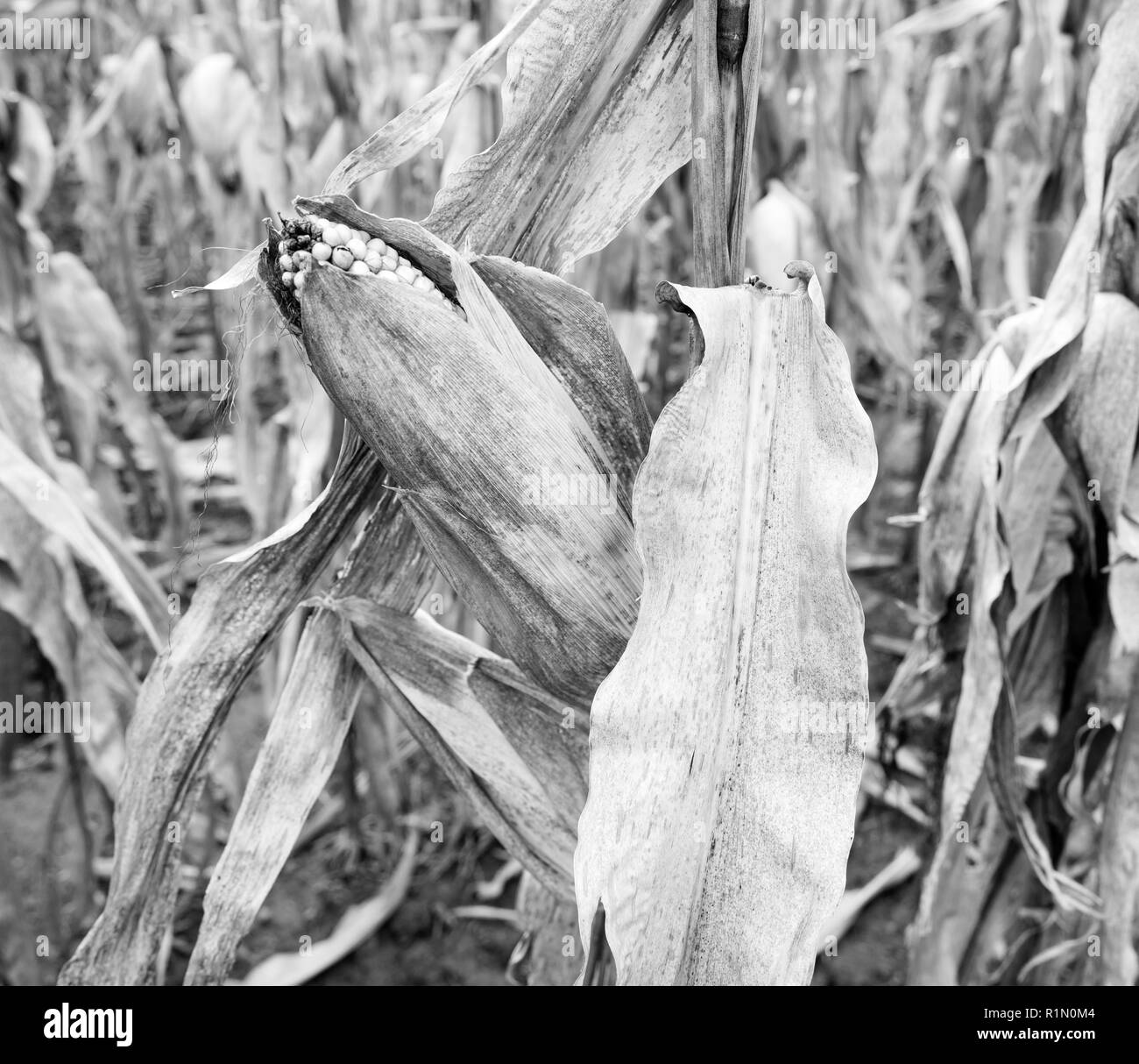 Field corn in Black and White
