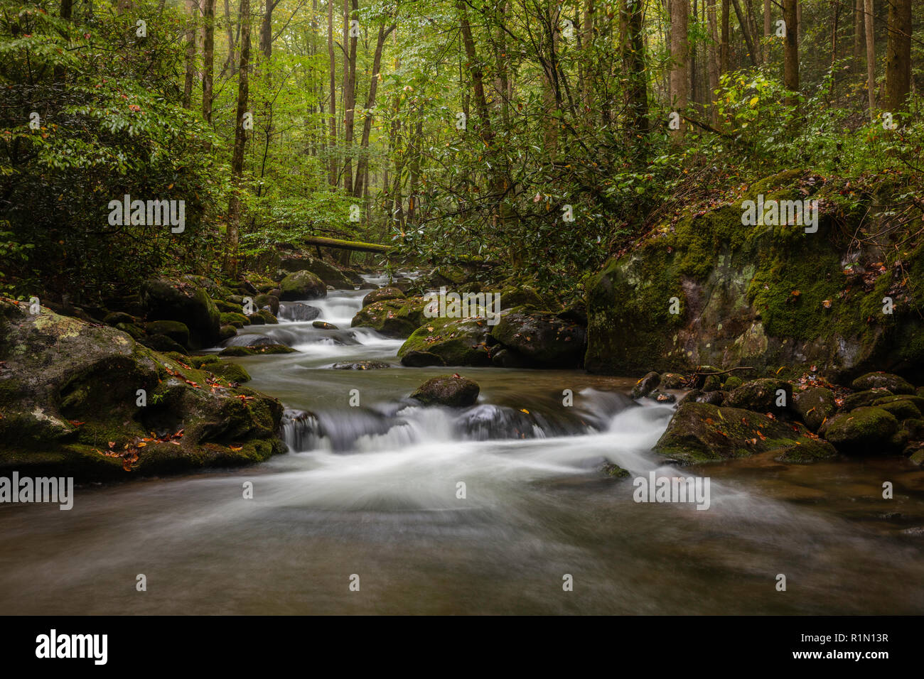 Roaring Fork flowing through the lush green forest, Roaring Fork Motor