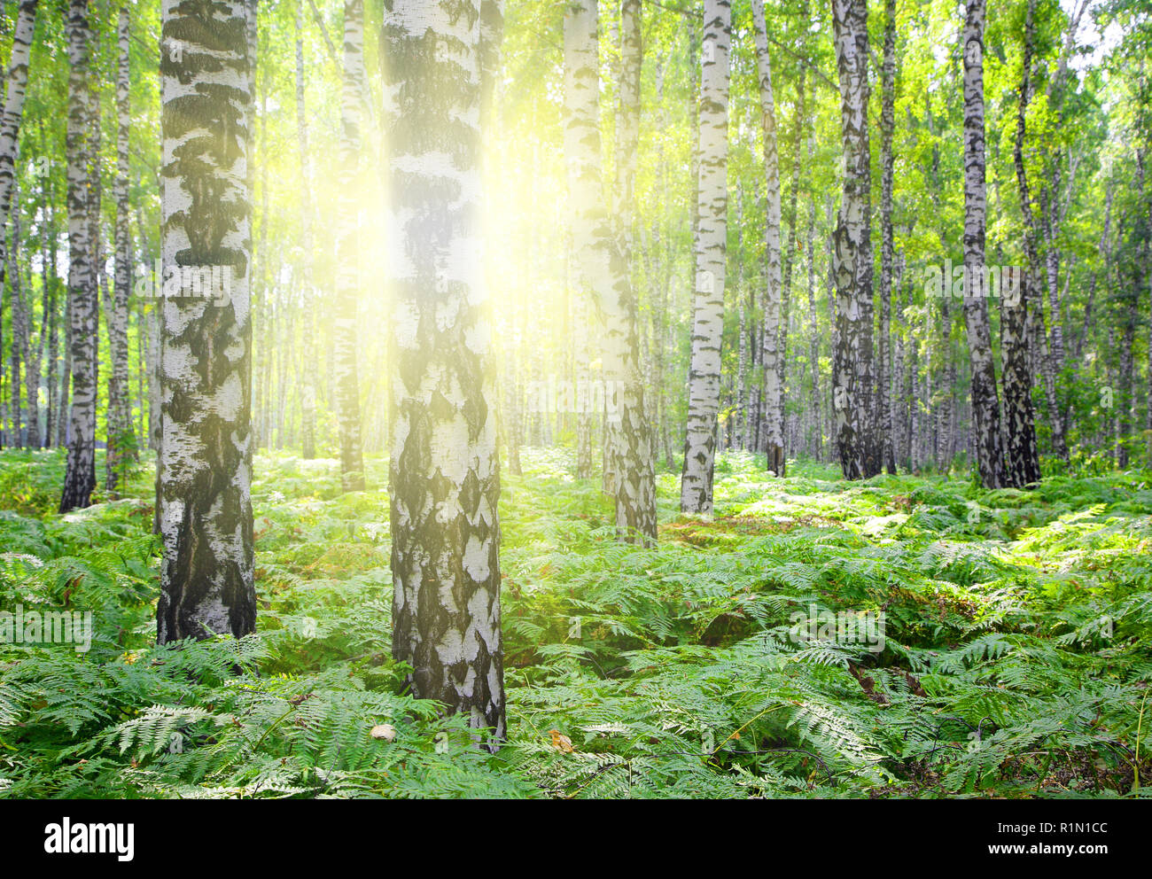 Summer sun in woods hi-res stock photography and images - Alamy