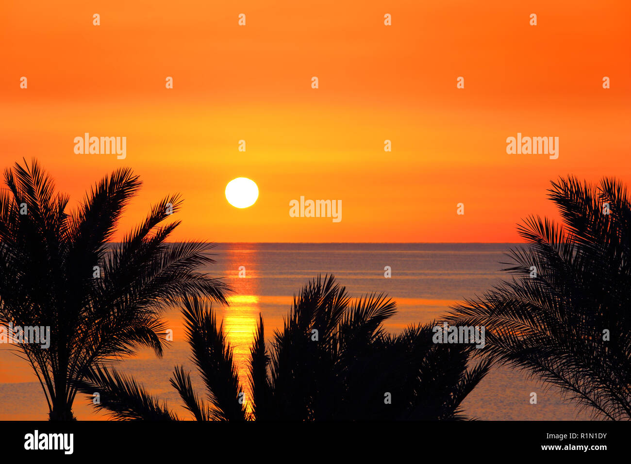 palms and sunrise over sea Stock Photo