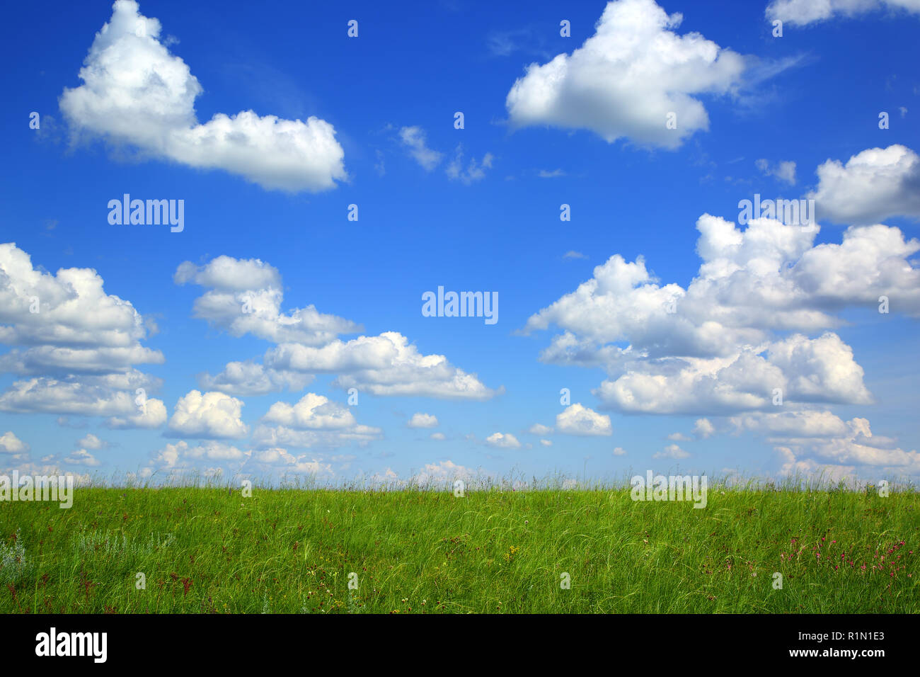 green grass under blue sky Stock Photo - Alamy