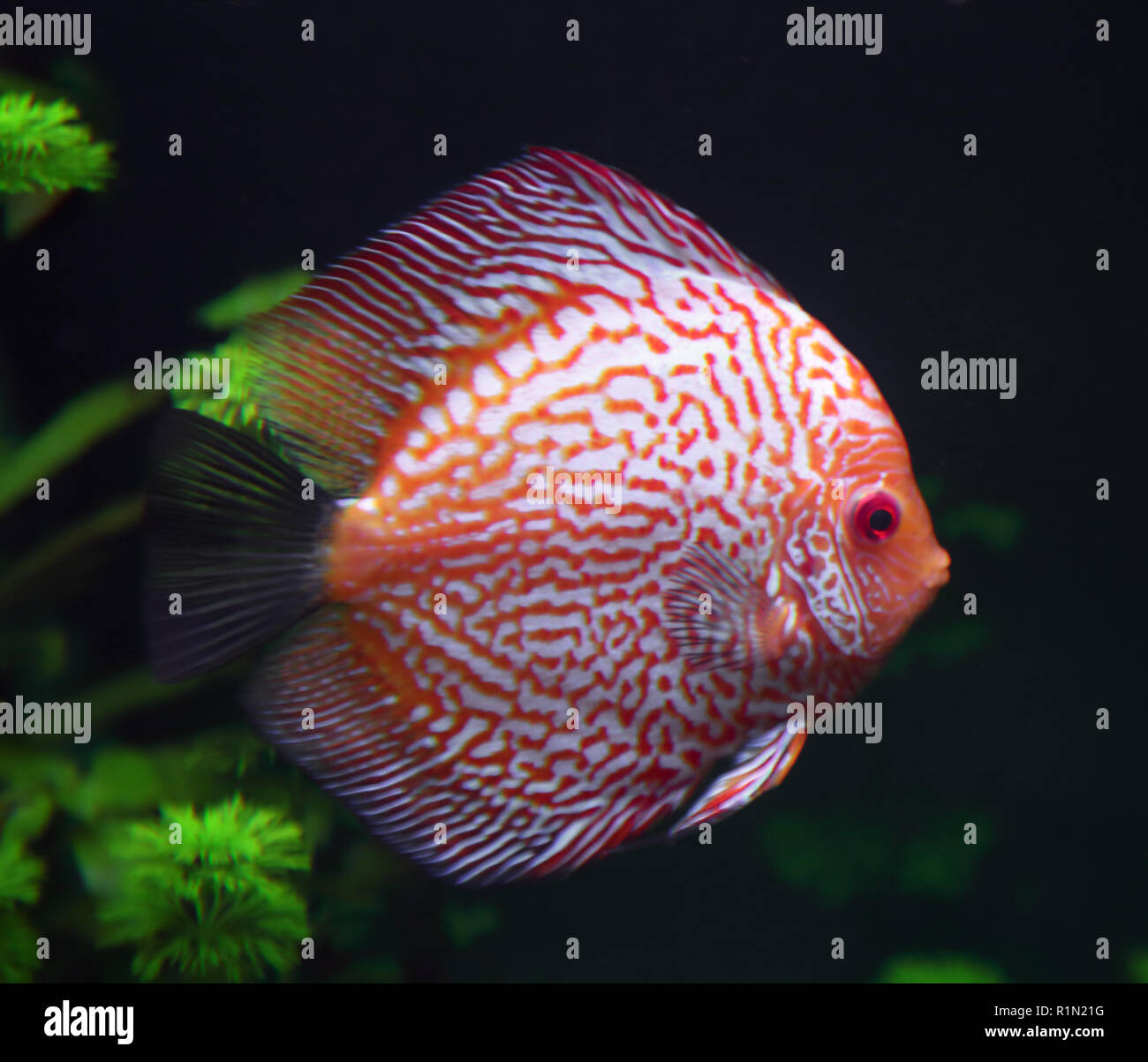 spotted red discus fish Stock Photo