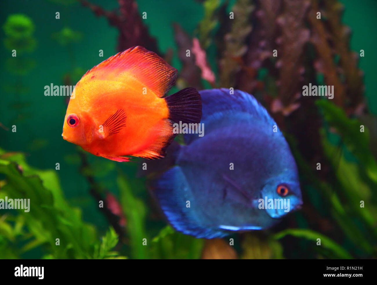 red and blue discus fish Stock Photo