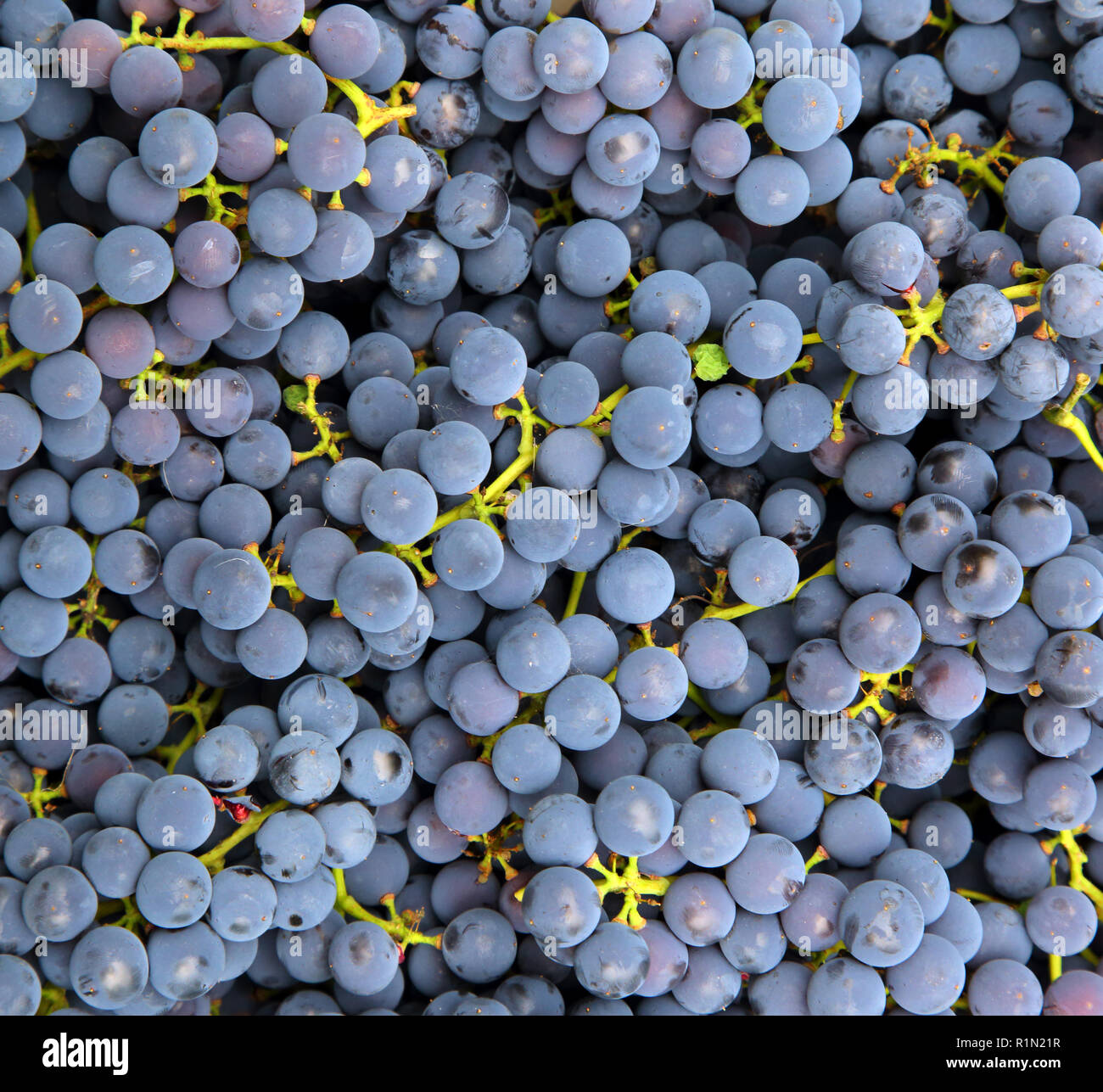 blue grapes background Stock Photo - Alamy